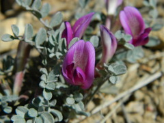 Astragalus amphioxys