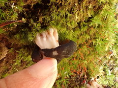 Gyromitra sphaerospora