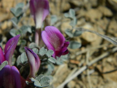 Astragalus amphioxys