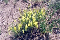 Astragalus cusickii
