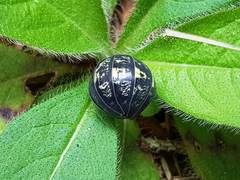 Armadillidium opacum