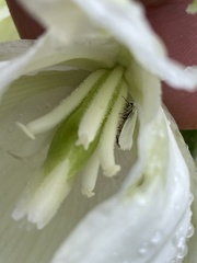 Tegeticula yuccasella