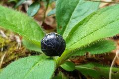 Armadillidium opacum
