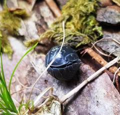 Armadillidium opacum