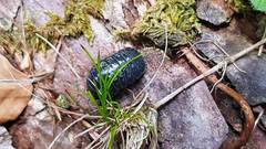 Armadillidium opacum