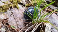 Armadillidium opacum