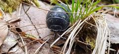 Armadillidium opacum