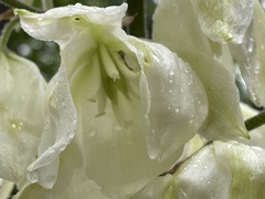 Tegeticula yuccasella