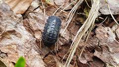Armadillidium opacum