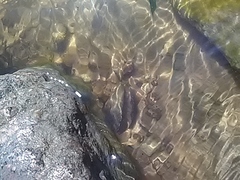 Unio tumidus