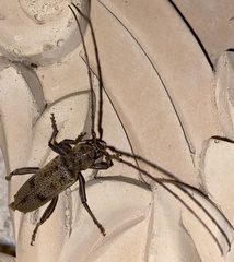 Brothylus gemmulatus