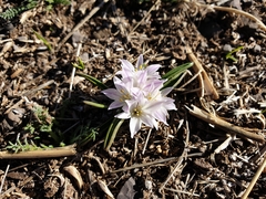 Lachenalia longituba