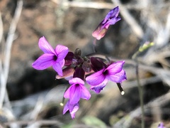 Boechera sparsiflora