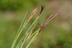 Carex elata