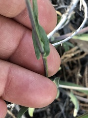 Boechera sparsiflora