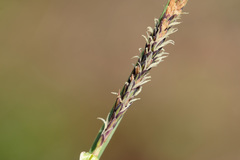 Carex elata