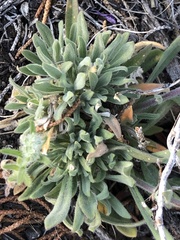 Boechera sparsiflora