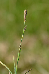 Carex panicea