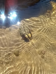 Unio tumidus