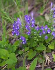 Scutellaria laeteviolacea