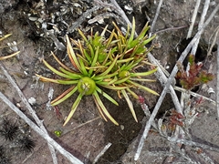 Stylidium subulatum