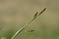 Carex panicea
