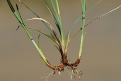 Carex panicea