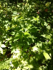Saniculeae