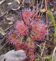 Drosera tokaiensis