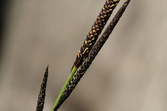 Carex elata