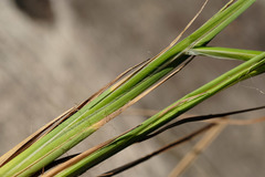 Carex elata