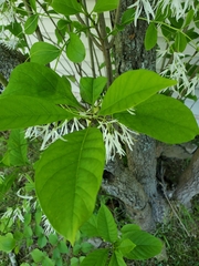 Chionanthus