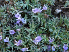 Astragalus kentrophyta