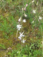 Delphinium carolinianum virescens
