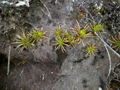Stylidium subulatum