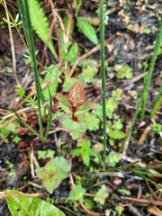 Hypericum tetrapterum