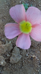 Oxalis pulchella