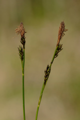 Carex umbrosa