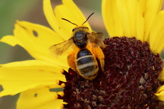 Lasioglossum titusi