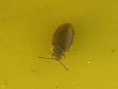 Coleoptera