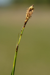Carex hostiana