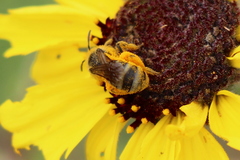 Lasioglossum titusi