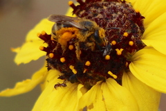Lasioglossum titusi