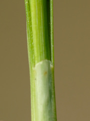 Carex hostiana