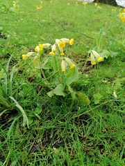 Primula veris