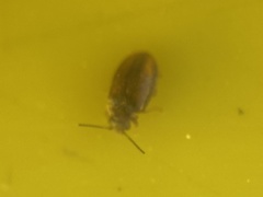 Coleoptera