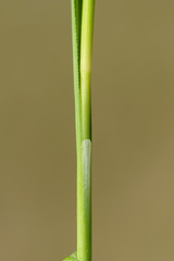 Carex hostiana