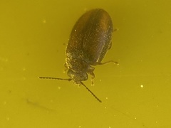 Coleoptera