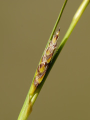 Carex hostiana