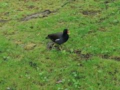 Gallinula chloropus